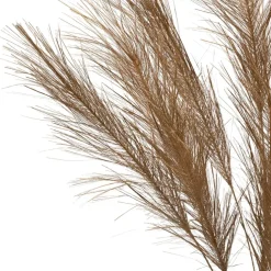 Branchage pampa doré h75cm - Pampa