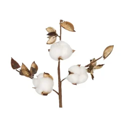 Branche de coton blanc