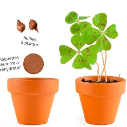 Mini kit d6cm terre cuite trèfle 4 feuilles