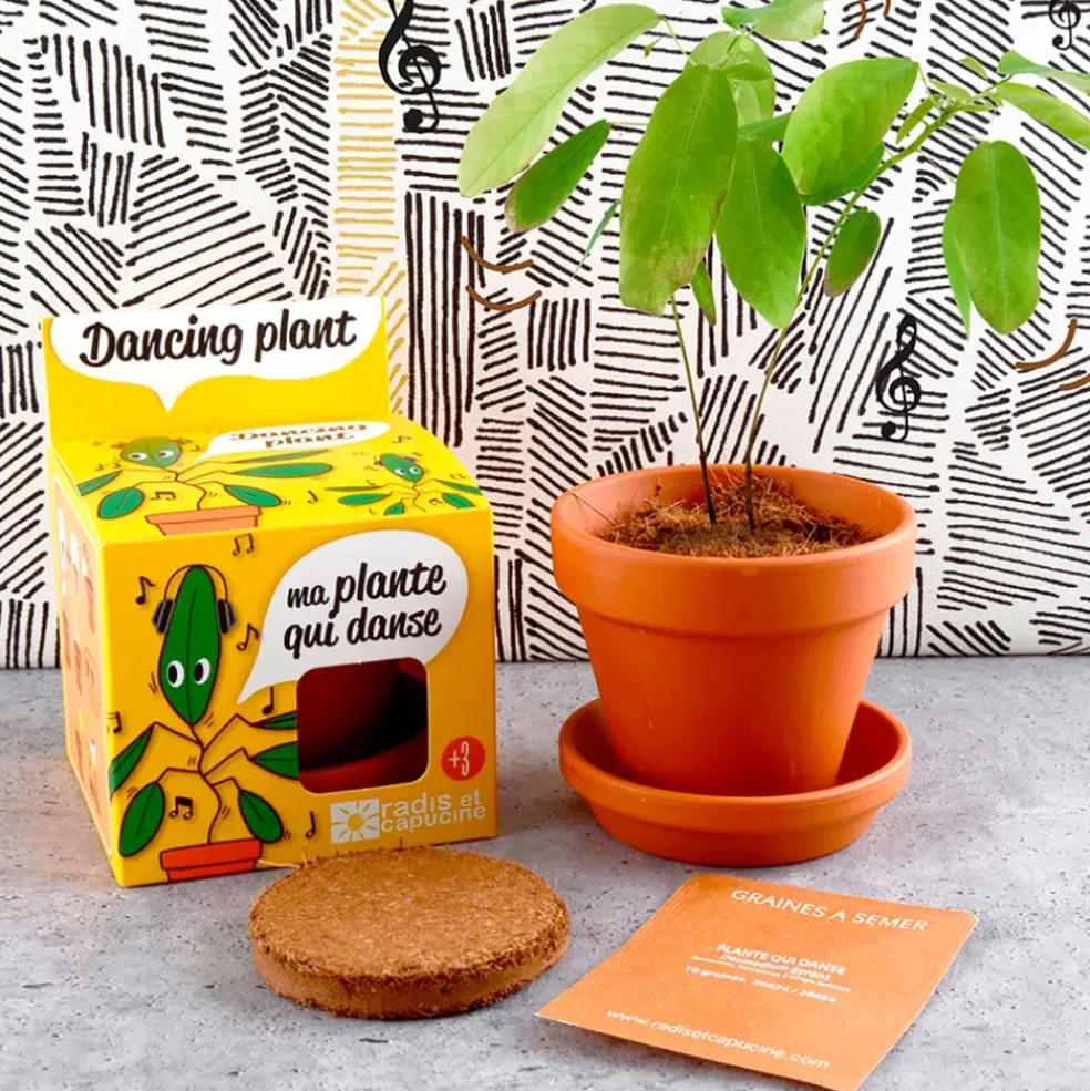 Pot d8cm avec coupelle plante qui danse