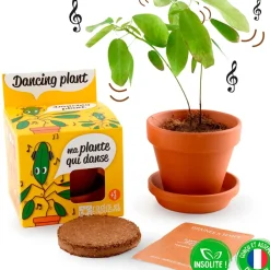 Pot d8cm avec coupelle plante qui danse