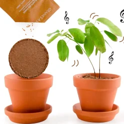 Pot d8cm avec coupelle plante qui danse